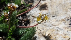 Ivesia utahensis