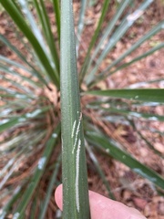 Yucca aloifolia