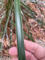 Yucca aloifolia