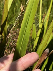 Watsonia densiflora