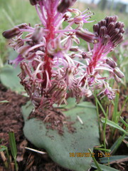 Ledebouria ovatifolia