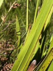 Watsonia densiflora