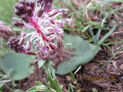 Ledebouria ovatifolia