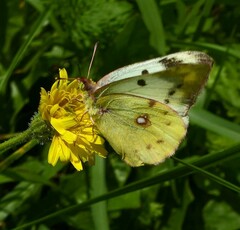 Colias hyale