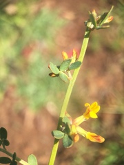 Acmispon watsonii