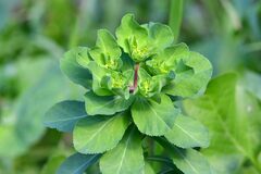 Euphorbia helioscopia