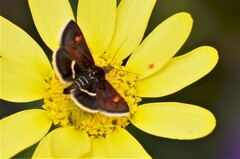 Pyrausta obfuscata