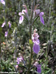 Teucrium creticum