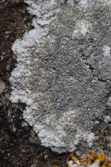 Kuettlingeria teicholyta