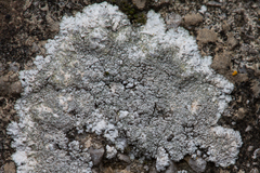 Kuettlingeria teicholyta