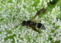 Ancistrocerus catskill