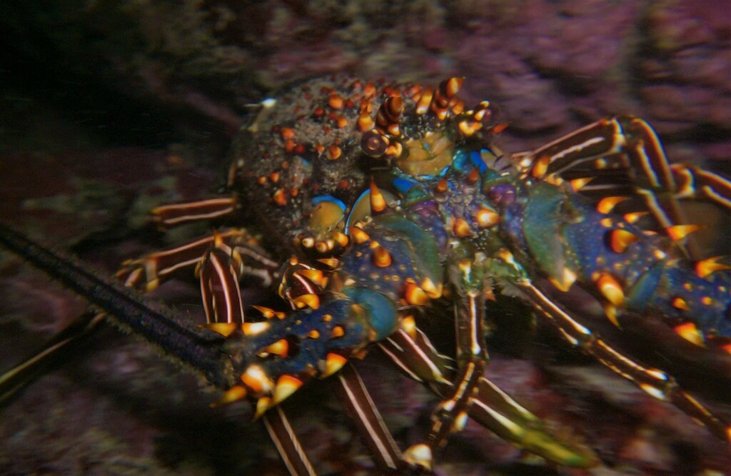 Blue Spiny Lobster