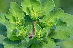 Euphorbia helioscopia