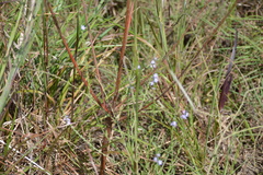 Verbena xutha