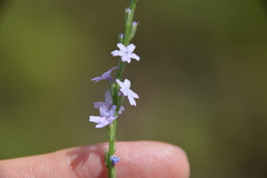 Verbena xutha