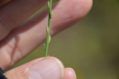 Verbena xutha