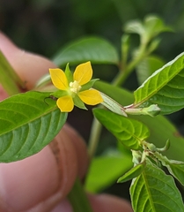 Ludwigia hyssopifolia