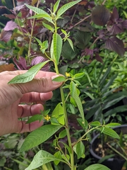 Ludwigia hyssopifolia