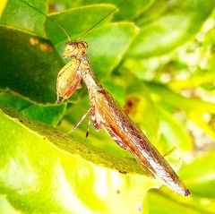 Raptrix