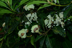 Hydrangea integrifolia