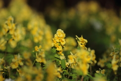 Corydalis bracteata