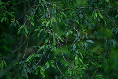 Quercus tatakaensis