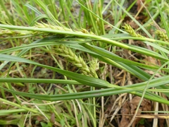 Carex trichocarpa