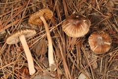 Inocybe subradiata