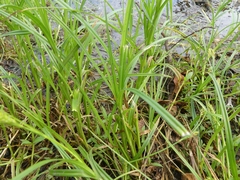 Carex trichocarpa