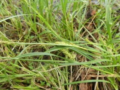 Carex trichocarpa