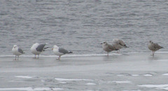 Larus argentatus