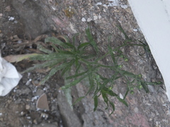 Erigeron bonariensis