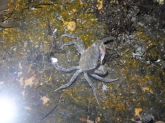 Hemigrapsus