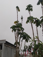 Vasconcellea pubescens