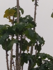 Vasconcellea pubescens