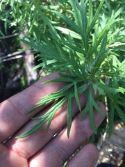 Artemisia palmeri
