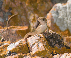 Sceloporus utiformis