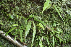 Phegopteris decursive-pinnata