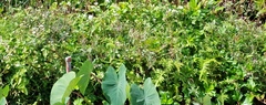 Christella acuminata