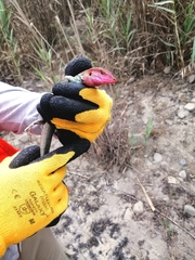 Dicrodon heterolepis