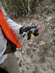 Dicrodon heterolepis