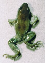 Arthroleptis stridens