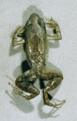 Arthroleptis stridens