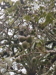 Juglans neotropica