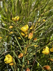 Chamaecrista