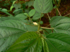 Corchorus olitorius