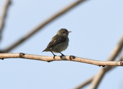 Dicaeum erythrorhynchos