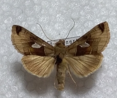 Autographa aemula