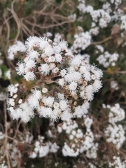 Ageratina glabrata