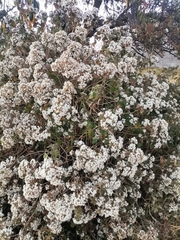 Ageratina glabrata